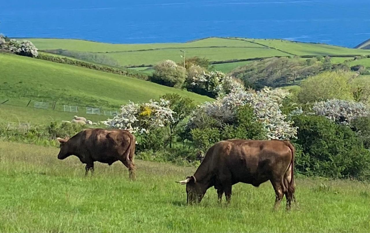 Polrunny Farm Seaberry Cottage With A Sea View And Log Burner Boscastle Εξωτερικό φωτογραφία